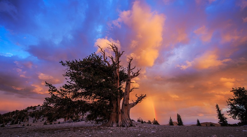 Sunset and Rainbow at Bristlecone Pine Forest