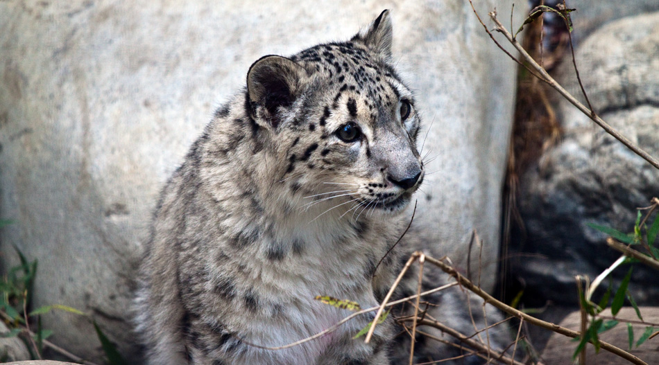 Snow Leopard Cub