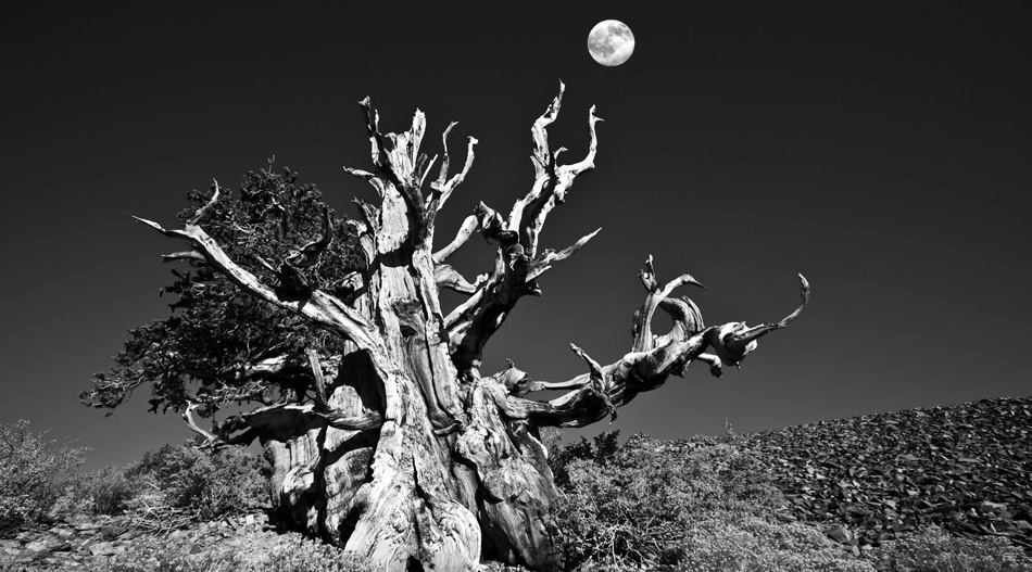 Full moon over an ancient bristlecone pine