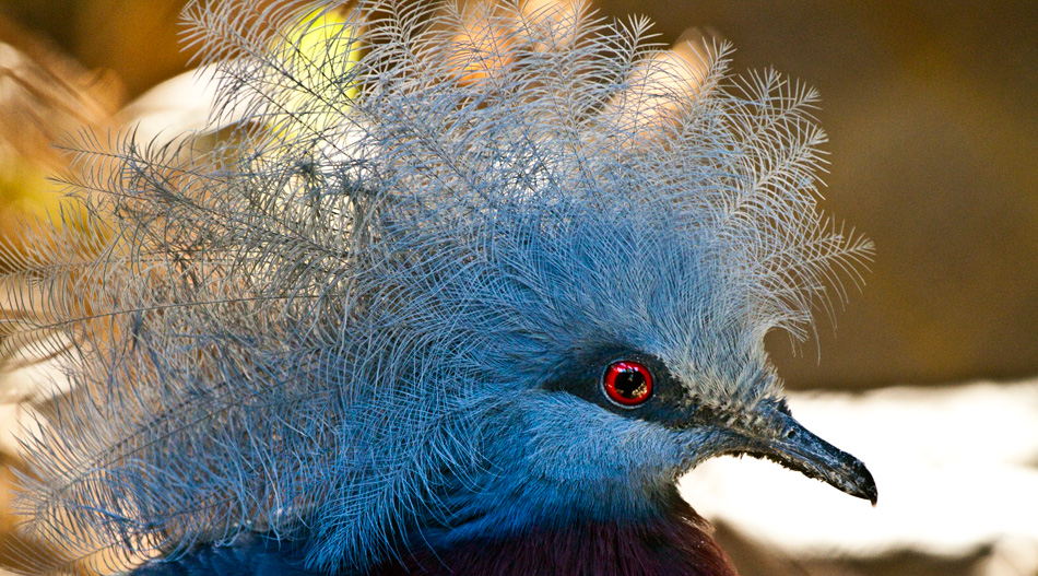 Scheepmaker's Crowned Pigeon