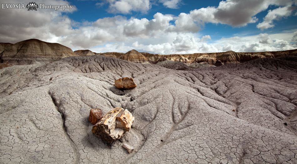 Petrified Wood in Blue Mesa, Petrified National Forest