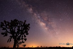 Joshua Tree Under the Milky Way