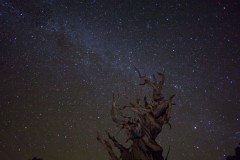 Ancient Bristlecone Pine Under the Milky Way