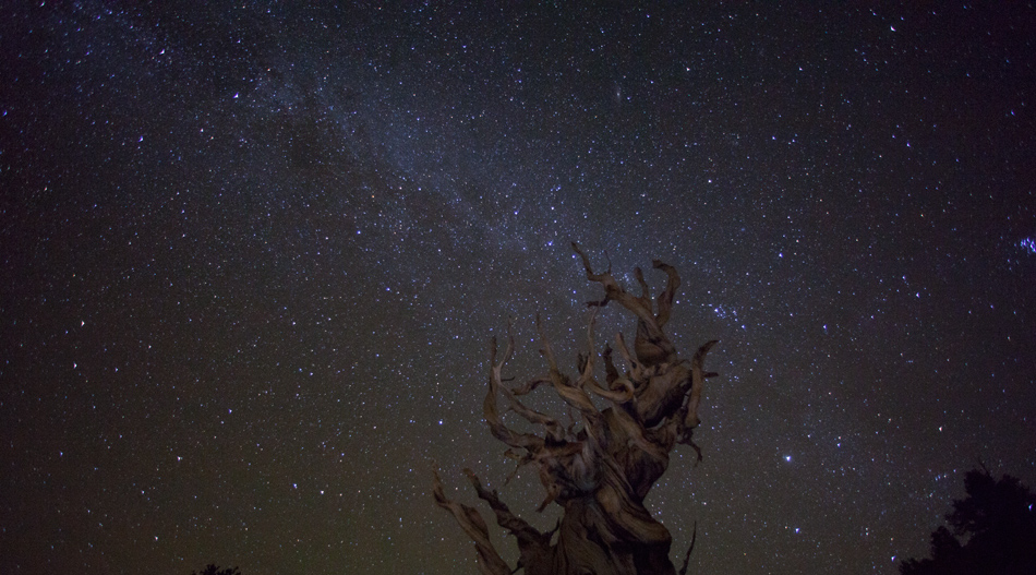 Ancient Bristlecone Pine Under the Milky Way