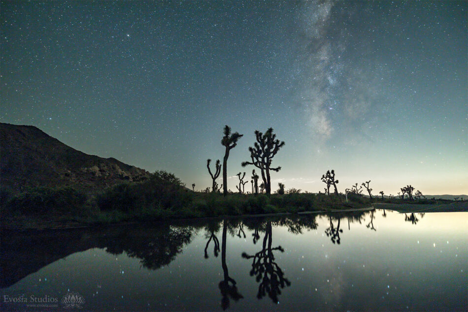 Joshua Tree night sky